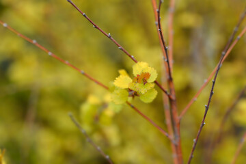 Artctic dwarf birch Golden Treasure leaves