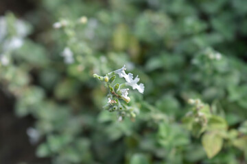 Catmint Snowflake flowers