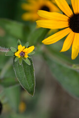 Deams coneflower flowers