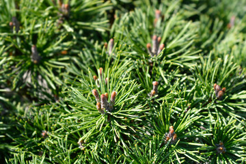 Dwarf mountain pine Mops branch