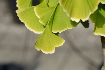 Ginkgo variegated leaves