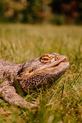 Agama Brodata © rozentuzjazmowany