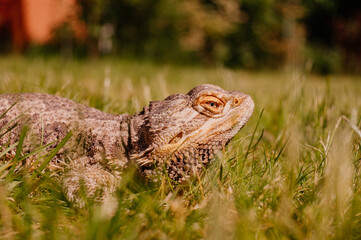 Agama Brodata © rozentuzjazmowany
