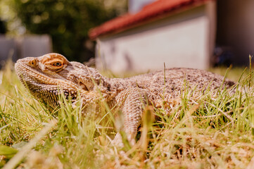 Agama Brodata © rozentuzjazmowany