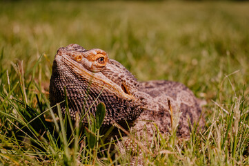 Agama Brodata