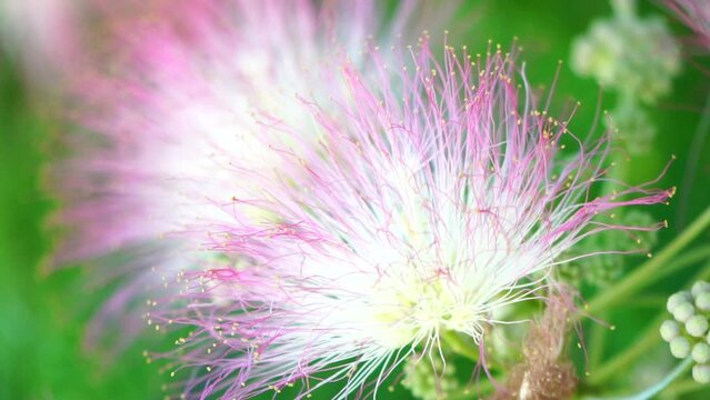 Persian silk tree Albizia julibrissin flowers resembling starbursts of pink silky threads. Pink siris, silk tree acacia Albizia julibrissin during flowering period. Close-up Slow motion