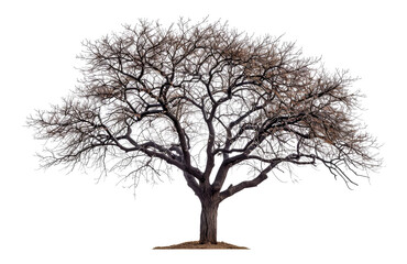 Majestic tree silhouette, cut out - stock png.