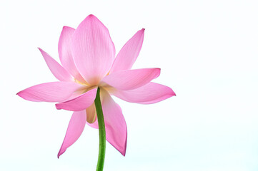 Lotus flower (Nelumbo, Nelumbo nucifera, Nelumbo komarovii)..Beautiful rare blooming lotus on a white background