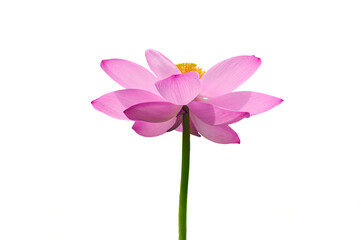Lotus flower (Nelumbo, Nelumbo nucifera, Nelumbo komarovii)..Beautiful rare blooming lotus on a...
