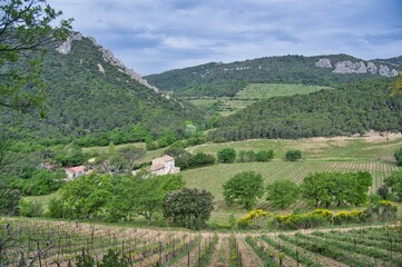 Landschaft in den Dentelles de Montmirail in dre Provence