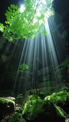Soothing sunlight filtering through the vibrant green canopy in a serene forest environment
