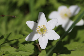 Sweden. Anemonoides nemorosa, the wood anemone, is an early-spring flowering plant in the buttercup family Ranunculaceae, native to Europe. 