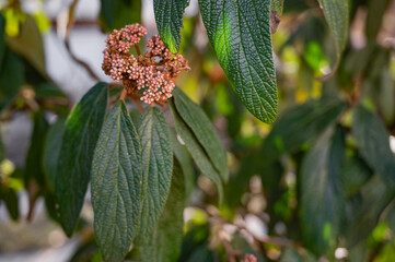 Leatherleaf viburnum close up image of flowers and leaves. - obrazy, fototapety, plakaty