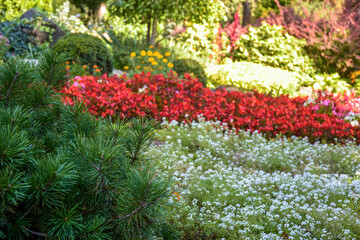 Garden flower bed with variety of colorful flowers in park in summer day. Beauty in nature, landscape.