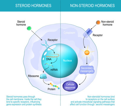 Difference between non-steroid hormones and steroid hormones