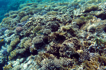 Naklejka na ściany i meble a view of coral reef