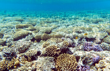 Naklejka na ściany i meble a view of coral reef