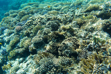Fototapeta na wymiar a view of coral reef