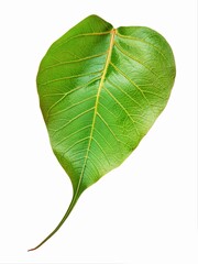green bodhi leaf