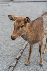 baby brown deer in the zoo