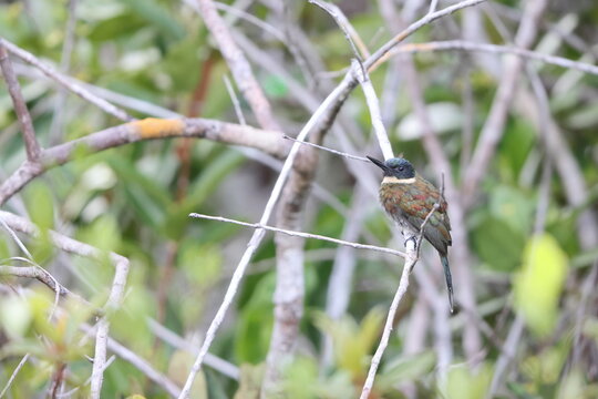 The bronzy jacamar (Galbula leucogastra) is a species of bird in the family Galbulidae. This photo was taken in Colombia.