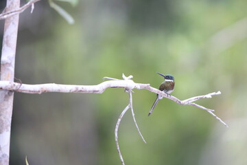 The bronzy jacamar (Galbula leucogastra) is a species of bird in the family Galbulidae. This photo was taken in Colombia.