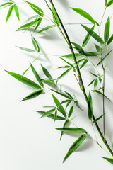 A bamboo plant with green leaves is shown on a white background