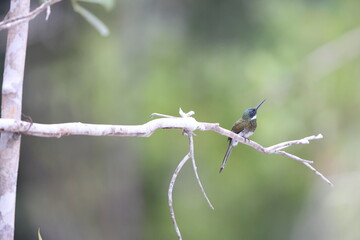 The bronzy jacamar (Galbula leucogastra) is a species of bird in the family Galbulidae. This photo was taken in Colombia.