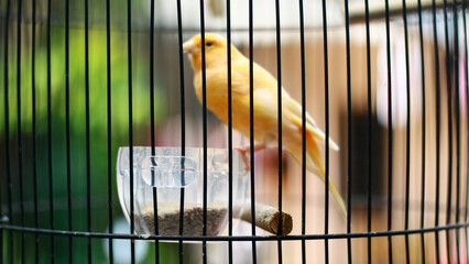 Yellow canary bird in a cage.