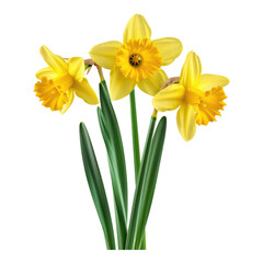 Photo of daffodils flower isolated on transparent background