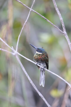 The bronzy jacamar (Galbula leucogastra) is a species of bird in the family Galbulidae. This photo was taken in Colombia.