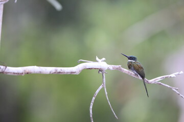 The bronzy jacamar (Galbula leucogastra) is a species of bird in the family Galbulidae. This photo was taken in Colombia.