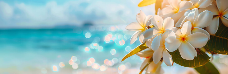 A beautiful white and yellow frangipani flowers on the beach with a blue sky background banner,...