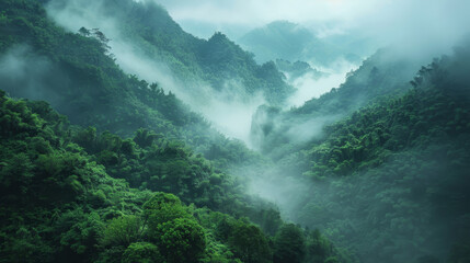 A lush green forest with a misty, foggy atmosphere