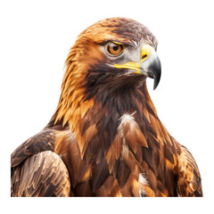 Fototapeta premium Photo of golden eagle isolated on transparent background