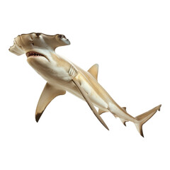 Photo of hammerhead shark isolated on transparent background