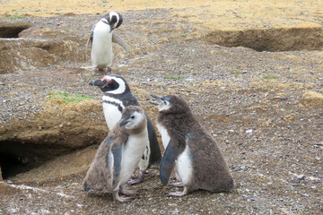 Fototapeta premium penguin colony