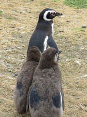Fototapeta premium close up of a penguin