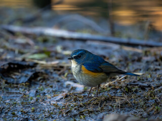 地面に降りてエサを探しているルリビタキの雄