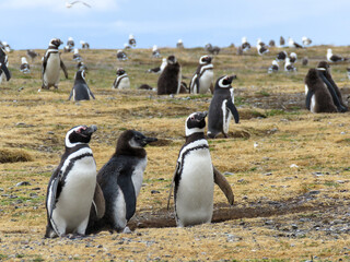 Fototapeta premium penguin colony