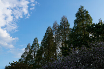 並木と空
