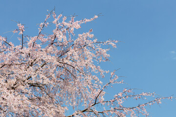 桜と青空