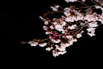 もうすぐ満開の桜