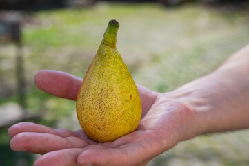 yellow ripe juicy pear in a man's hand