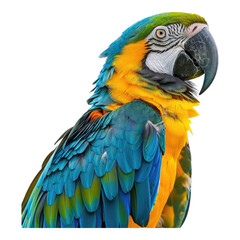 Photo of macaw isolated on transparent background