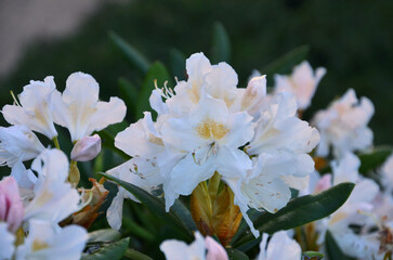 Flowers of white spring blooming asalea 'Cream Supreme'. Gardening, landscaping ,growing flowering bushes concept. Free copy space.