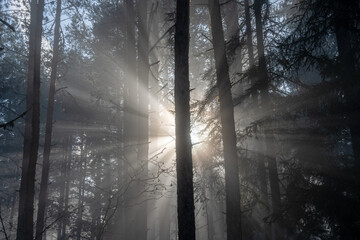 Sun shines from behind a tree trunk creating a gorgeous sunflare in the foggy forest atmosphere.