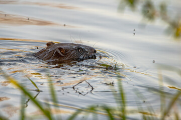 European beaver swimming in the river