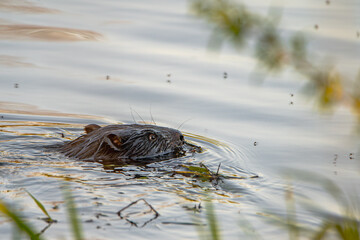 European beaver swimming in the river