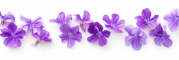 establishing shot captures the elegance of a bunch of violet jasmine flowers against a pristine white background, isolated, ideal for a banner that exudes purity and grace, Banner